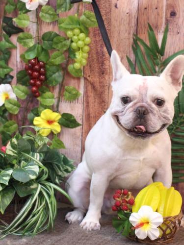 20230812ブーくん